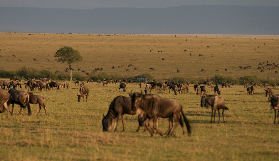 African Safari Landscape