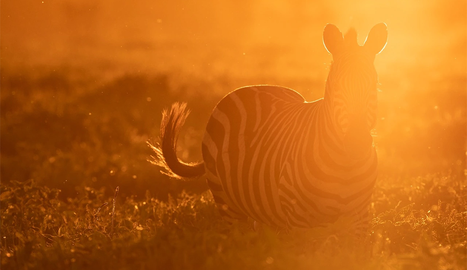 African Safari Landscape