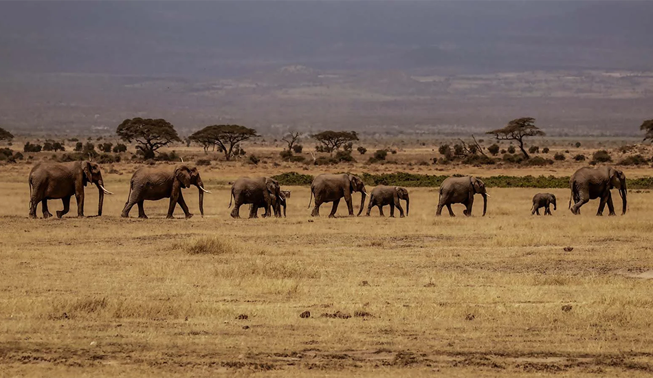 African Safari Landscape
