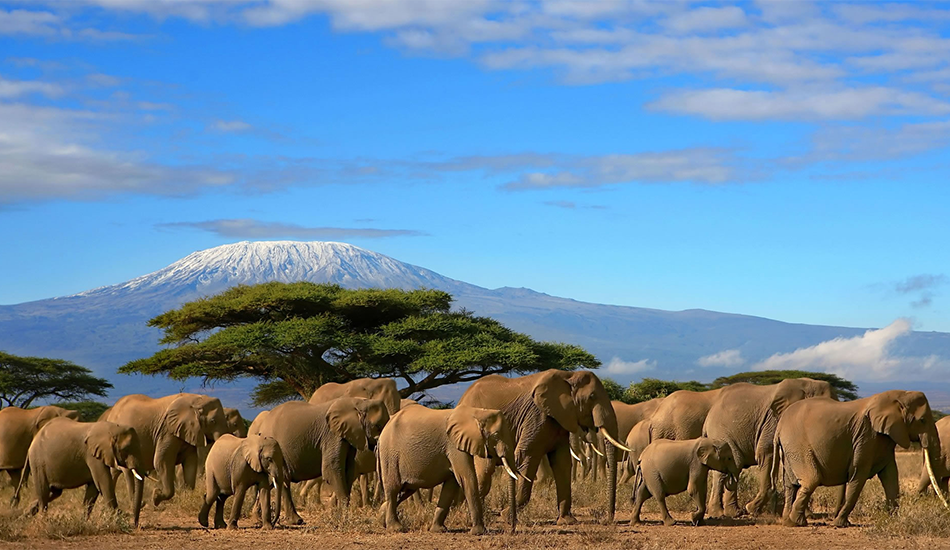 3-Day Amboseli Safari