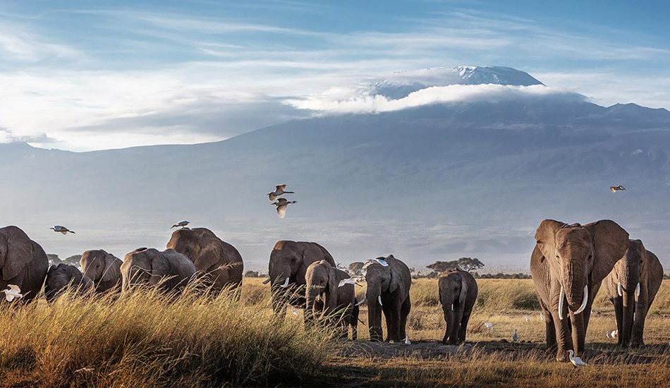 3-Day Amboseli Safari