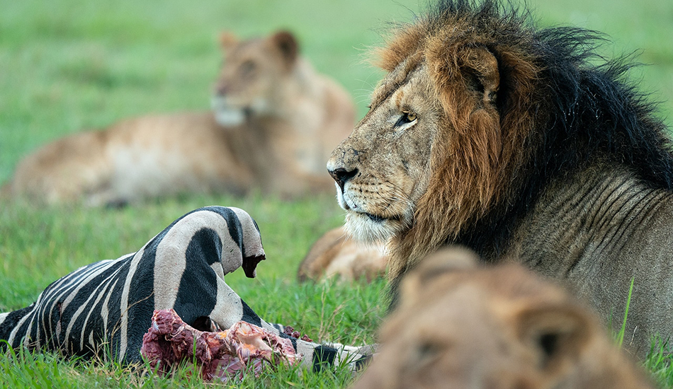 3-Day Maasai Mara Safari