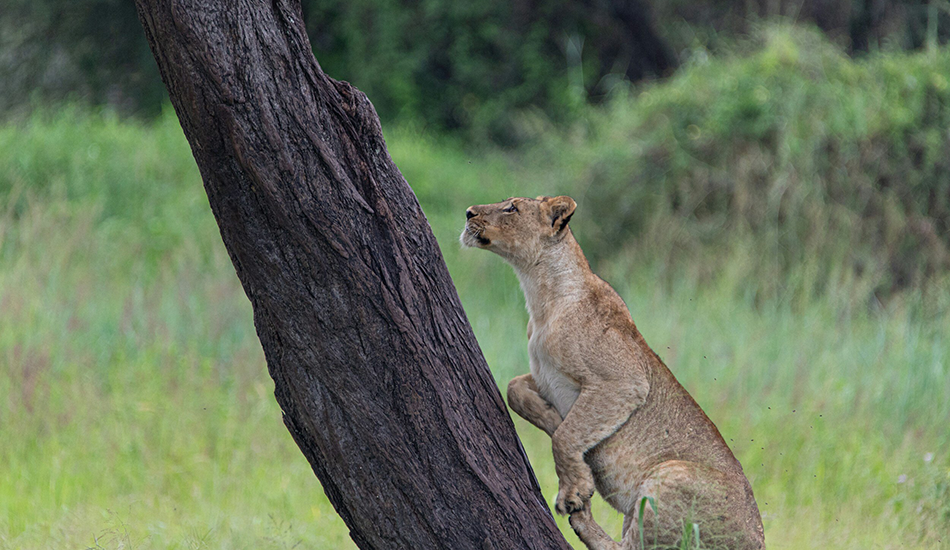 3-Day Lake Manyara & Ngorongoro