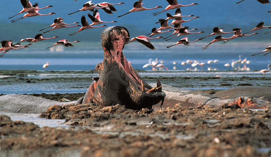 4-Day Maasai Mara & Lake Nakuru