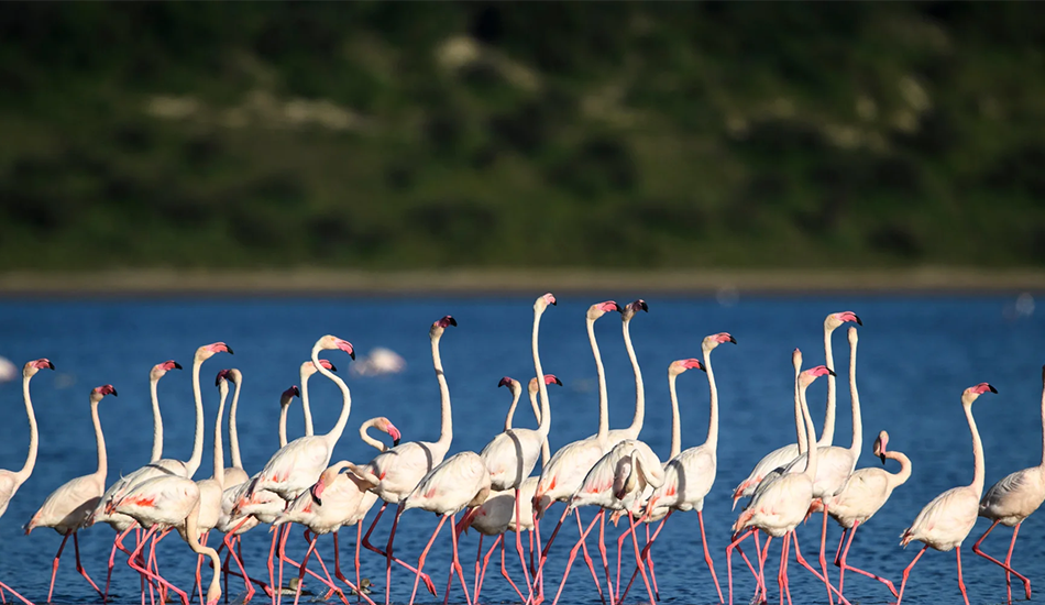 4-Day Serengeti, Ngorongoro & Lake Manyara