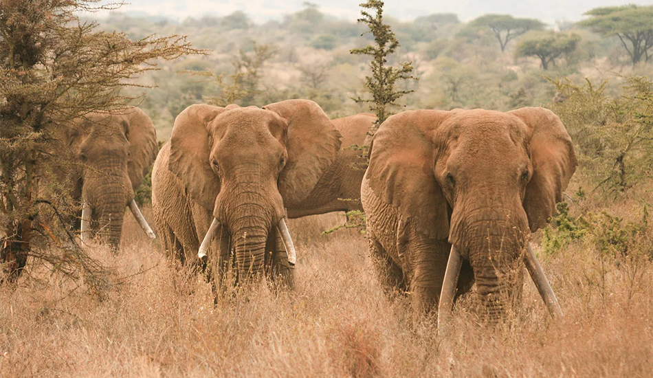 4-Day Tsavo & Amboseli Safari