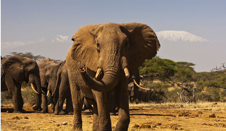 6-Day Maasai Mara, Lake Nakuru & Amboseli