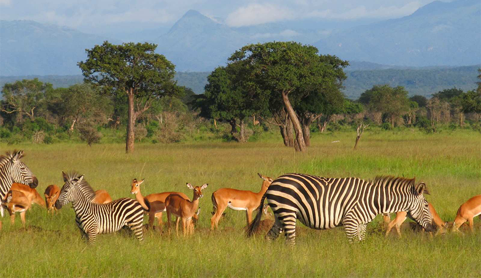 6-Day Selous & Mikumi Safari