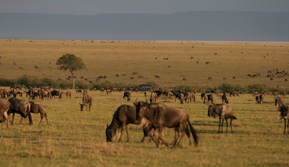 7-Day Maasai Mara, Lake Nakuru, Naivasha & Amboseli