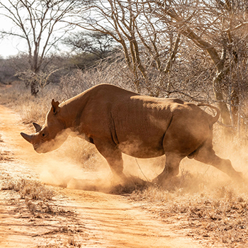 7-days-tarangire-manyara-natron-serengeti-ngorongoro