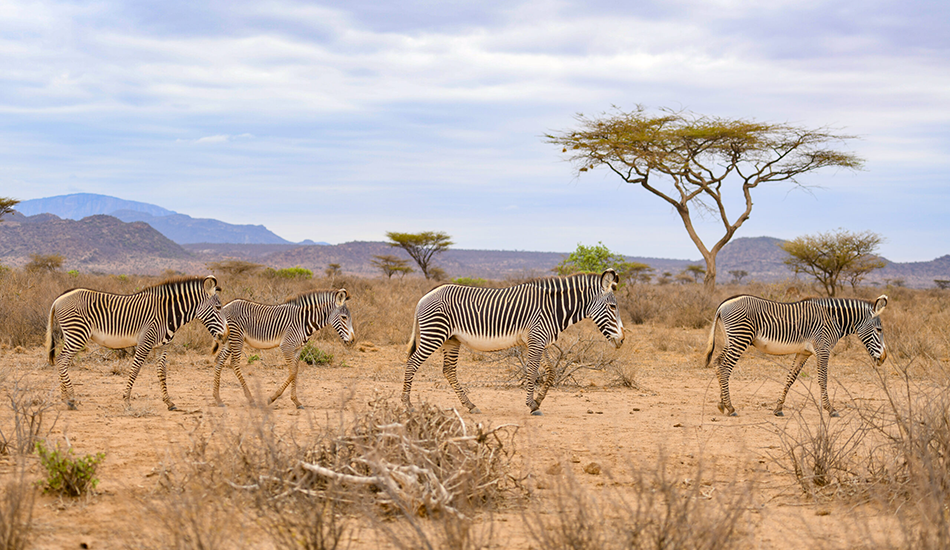 7-Day Tarangire, Lake Manyara, Natron, Serengeti & Ngorongoro