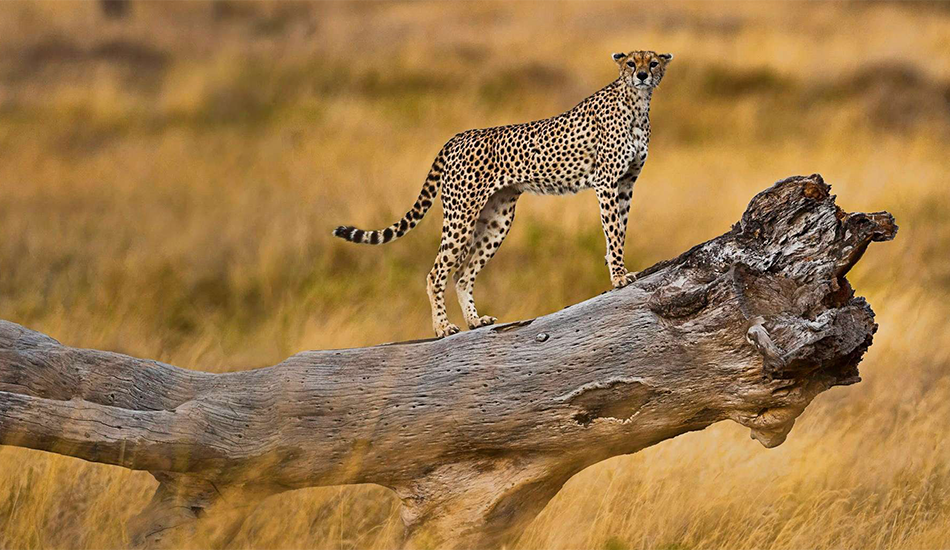 African Safari Landscape