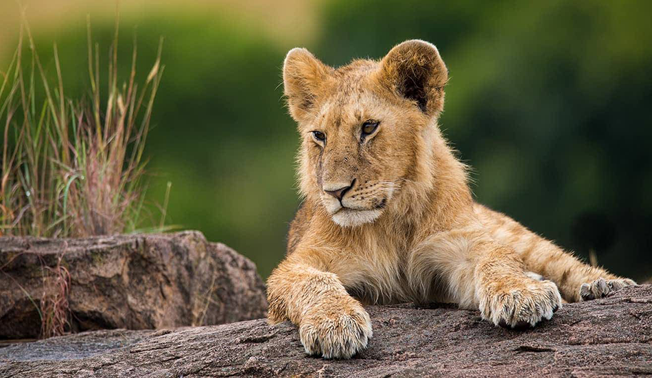 8-Day Maasai Mara, Lake Manyara & Ngorongoro