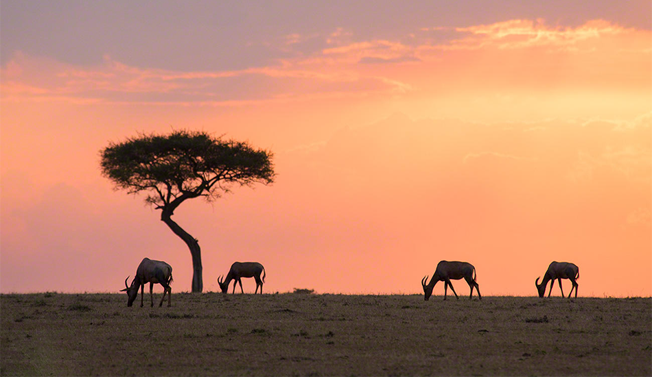 9-Day Maasai Mara, Ngorongoro, Serengeti & Lake Manyara