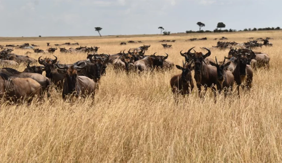 3-Day Amboseli Safari