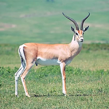 3-days-masai-mara-migration-budget-safari