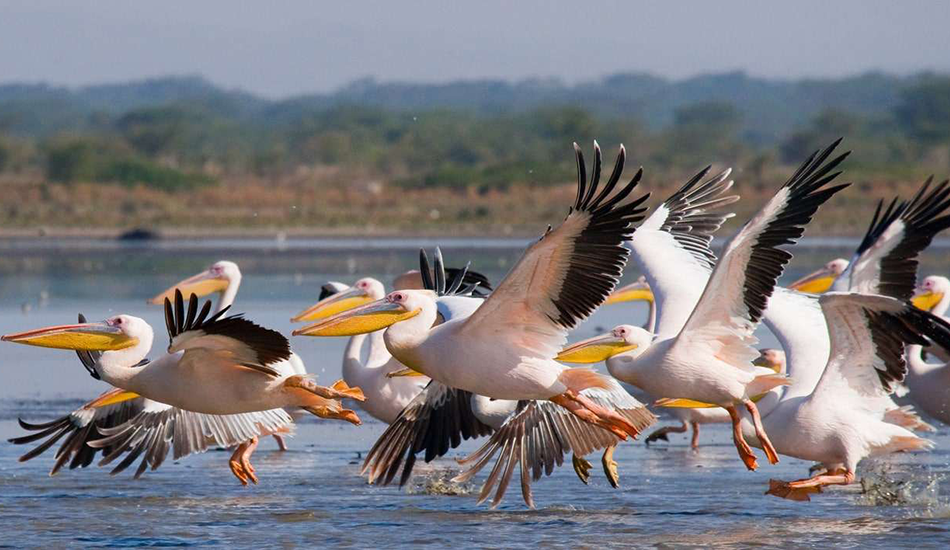 3-Day Amboseli Safari