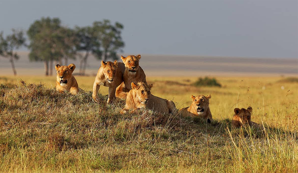 3-Day Amboseli Safari
