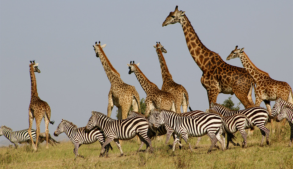 3-Day Amboseli Safari