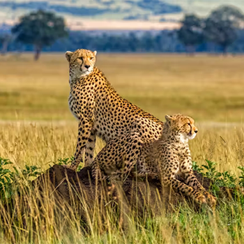 6-days-kenya-budget-safaris-group-joining