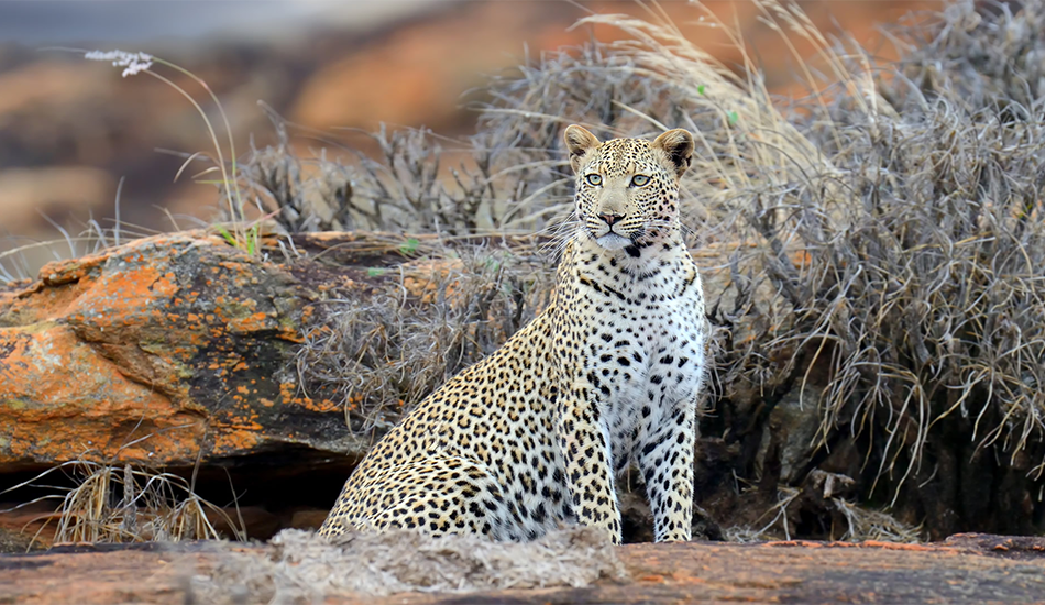 Nairobi National Park Adventure