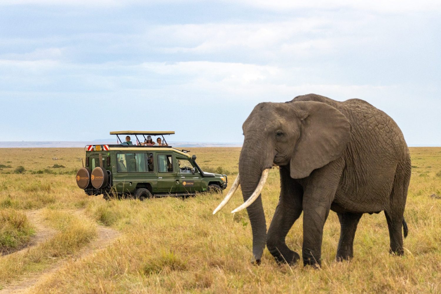 A Mamis Tour Van at the back of a elephant at the amboseli