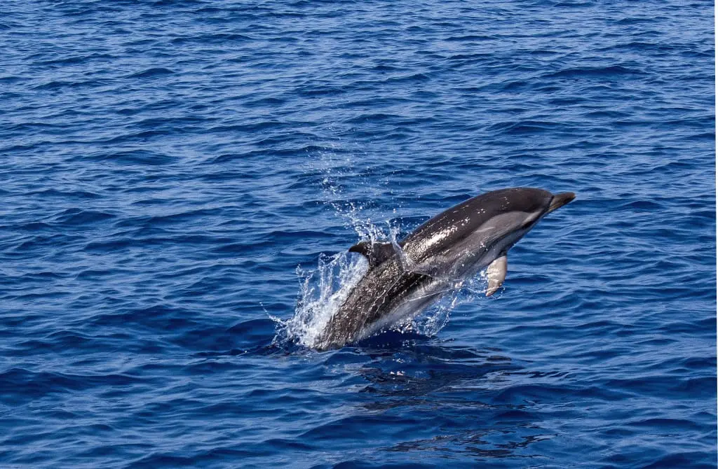 A dolphin swimming in the indian ocean in Diani seen during Wasini tours