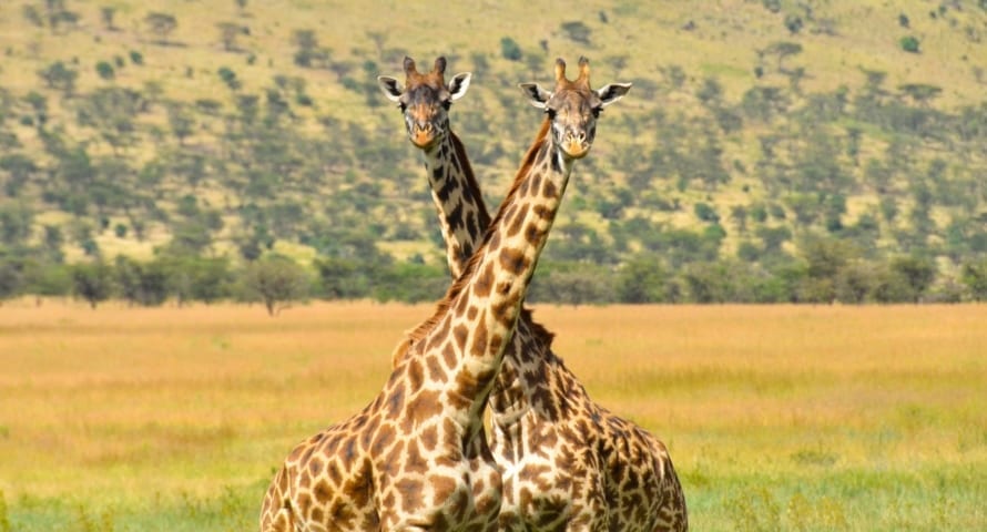 How To Explore Nairobi In One Day