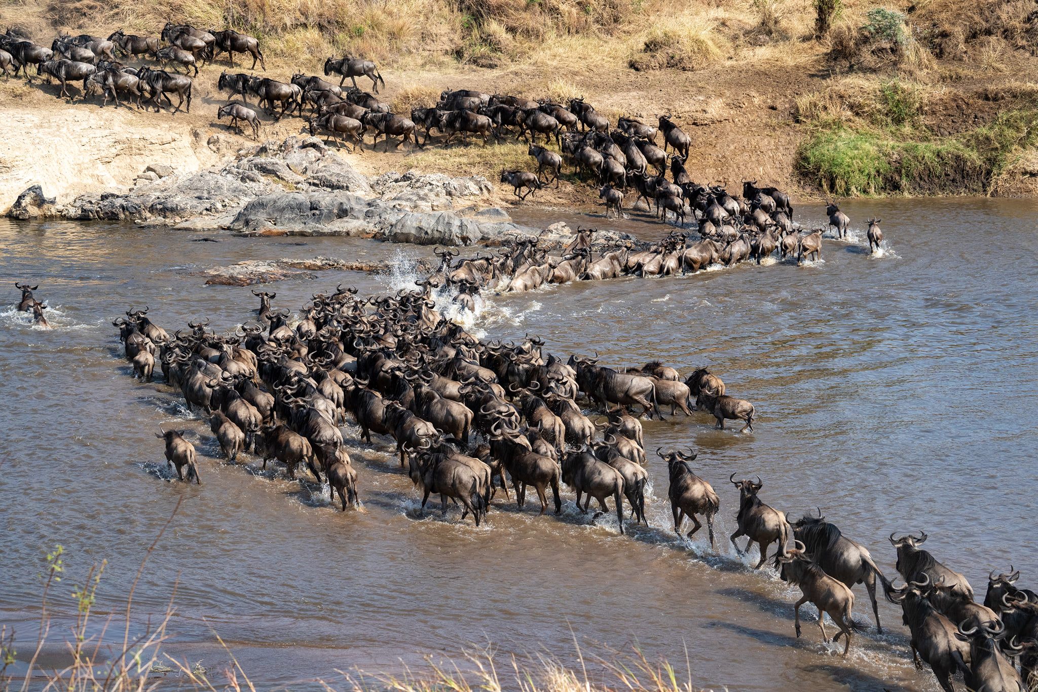 Experience The Epic Wildebeest Migration: A Journey Through Africa’s Wild Heart