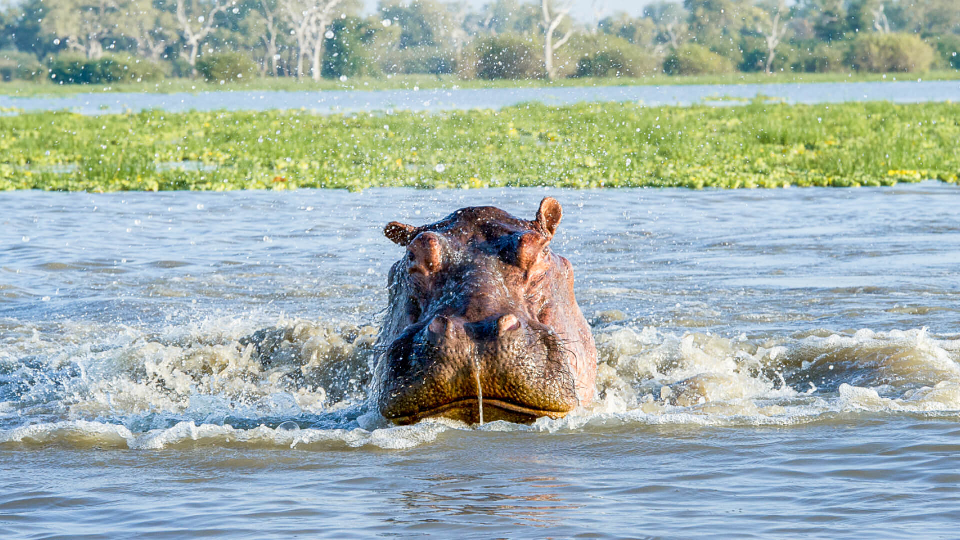 A hippo emerging from the water in Nyerere National Park, Arusha , Tanzania