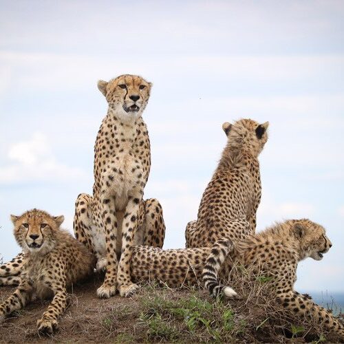 3 Days Masai Mara Safari