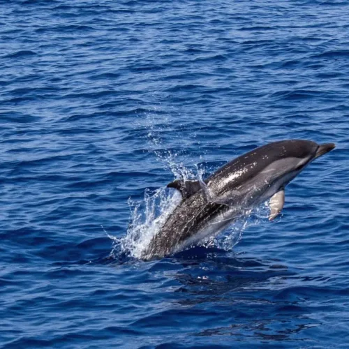 Wasini Dolphin Tour