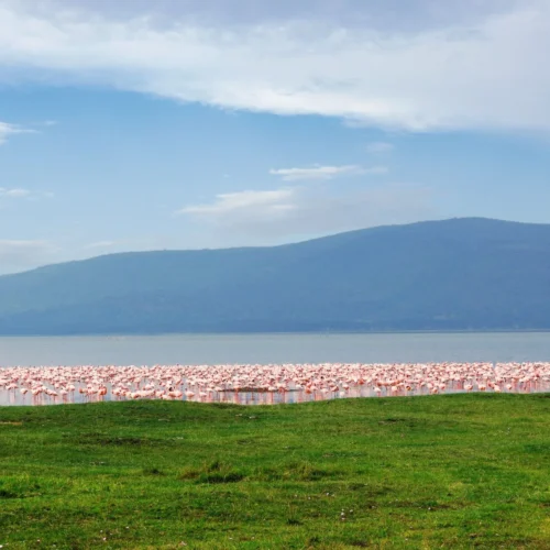 3 Days Lake Nakuru National Park and Crescent Island