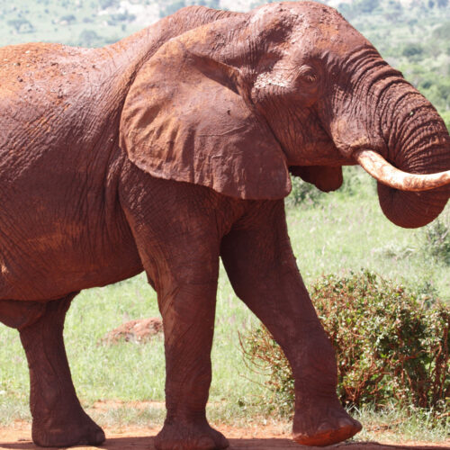 A red elephant grazing in Tsavo East National Park