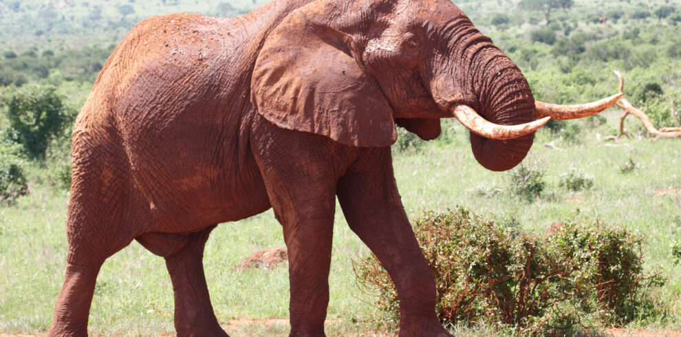 A red elephant grazing in Tsavo East National Park