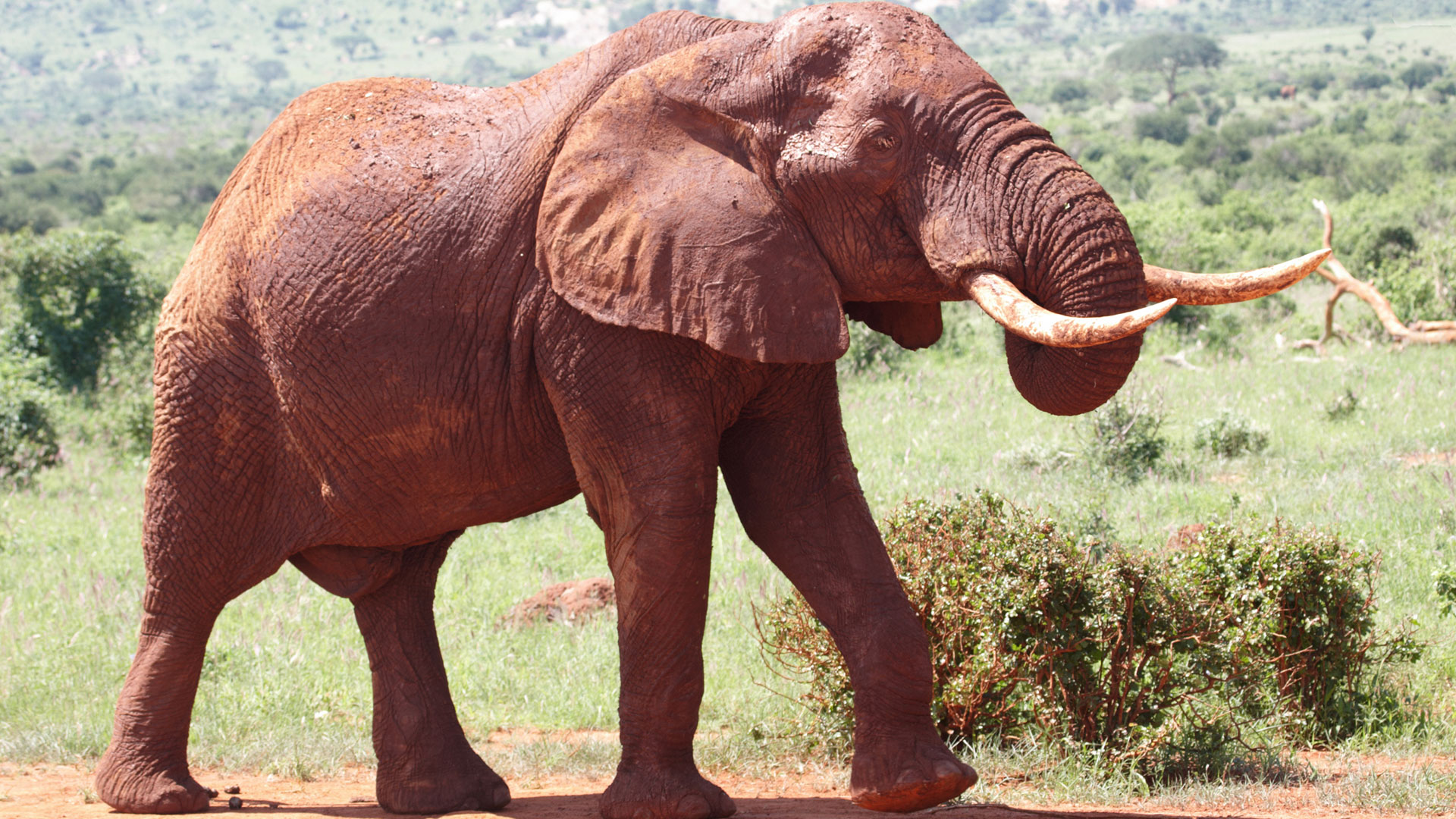 A red elephant grazing in Tsavo East National Park